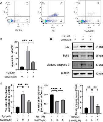 Sal003 alleviated intervertebral disc degeneration by inhibiting apoptosis and extracellular matrix degradation through suppressing endoplasmic reticulum stress pathway in rats